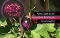 Indigo Rose, the First Antioxidant-Rich Purple Tomato, Gets Its Hybrid