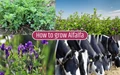 Alfalfa Plant and its Usage