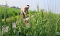 Direct Payment in Farmers' Account has Started in Punjab