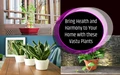 Bring Health and Harmony to Your Home with these Vastu Plants