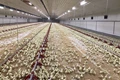 Poultry Sector Experiences Smooth Recovery after Covid Pandemic