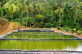 A fresh start for prawn producers after extreme weather in Dominica