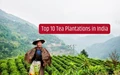 Top 10 Tea Plantations in India that Bring You Your Cup of Chai