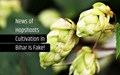 No Hopshoots Cultivation in Aurangabad, Bihar, Says KVK Senior Scientist