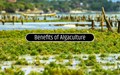 Algaculture & its Numerous Benefits