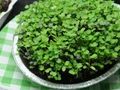 Tips and Tricks to grow Microgreens