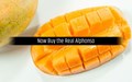 Buying the ‘Real Alphonso’ Now Made Easier: the GI-Tagged Indian Mango Goes Completely Traceable