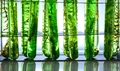 Researchers from University of British Columbia are Maximizing the Potential of Microalgae