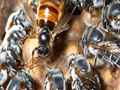 Bees and Honey in the Three Monotheistic Religions