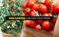 How to Grow Cherry Tomatoes Easily at Home