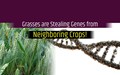 Study Reveals Grasses Stealing Genes from Their Neighbors!