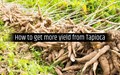 Technique for preparing homemade fertilizer for Tapioca