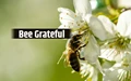 Reasons to be Grateful to Our Pollinators