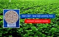 Scientists Develop New High-yielding, Pest-resistant Soybean Variety ‘MACS 1407’ for Farmers