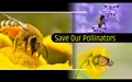 5 Ways to Help & Save Our Pollinators
