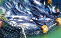 Why Summer Season is Favorable for Fish Farming: Know from the Expert