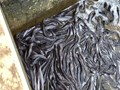 Fish Farmers in dilemma after drop in price and exports