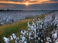 Cotton consumption to drop by 8 percent due to current Covid-19 wave