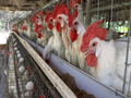 How Poultry Farming is Profitable to Farmers
