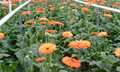 Commercial Floriculture: Importance and scope