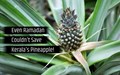 Pineapple Growers of Kerala are Deserting their Harvest-Ready Crops