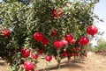 How Scientific Methods In Pomegranate Farming Make a Farmer Successful !
