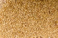 Gujarat to Have Bumper Crops of Sesame and Groundnut This Season