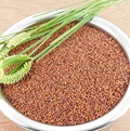 India Starts Export of Organically Grown Millets of the Himalayas to Denmark