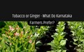 Karnataka Hit with Fresh Tobacco Growing Wave
