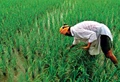 Centre Formulates Special Strategy for Kharif 2021; Plans to Distribute over 20 lakh Mini-kits of Seeds