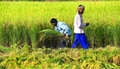 PMFBY Update: Assam to Register 5 lakh Farmers under Pradhan Mantri Fasal Bima Yojana till July 31