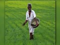 Farmers to get 25.5 lakh tonnes of Fertilizer for Upcoming Kharif Season