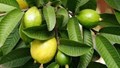 Herbal treatment of  several diseases due to their medicinal properties