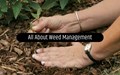 The Need and Importance of Weed Management – Ways to Control It