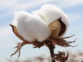Bird’s Eye View of Domestic Cotton Complex Markets