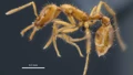 Newly Described Ant Species Becomes First Named to Honor Gender Diversity