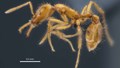 Newly Described Ant Species Becomes First Named to Honor Gender Diversity