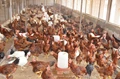 Bird Flu Alert: Advisory Issued for Poultry Farmers, Handlers & Consumers