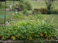 Evergreen Garden Sisters: Know How to Plant Corn, Squash & Beans Together