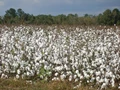 USDA Anticipates a Brilliant Cotton Crop in India, 4% Higher for Next Season