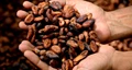 Why American Cocoa Bean-to-Bar Concept is Getting Popular in India?