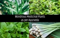Medicinal Plants You Must Have at Home