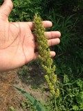 The Trend Setting Millets Couple from Andhra Pradesh