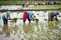 Understanding the Supply Chain System for Agricultural Commodities