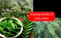 Check This New Variety of Curry Leaves - “Suhasini”