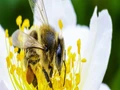 World Bee Day 2021: Bee Engaged: Build Back Better for Bees