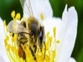 World Bee Day 2021: Bee Engaged: Build Back Better for Bees