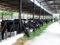 Dairy Farmers in Kerala Distribute Liters of Milk Free of Cost