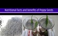 25 Benefits of Poppy Seeds for Skin, Hair and Health