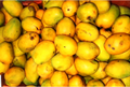 APEDA Conducts Virtual Buyer Seller Meet to Increase Mango Exports to South Korea